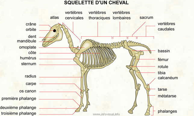 Squelette d'un cheval